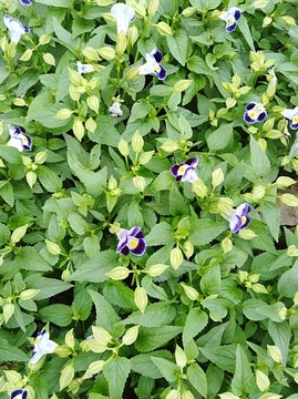 紫色小花
