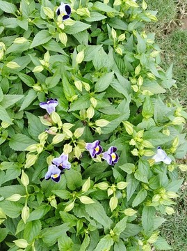 紫色小花