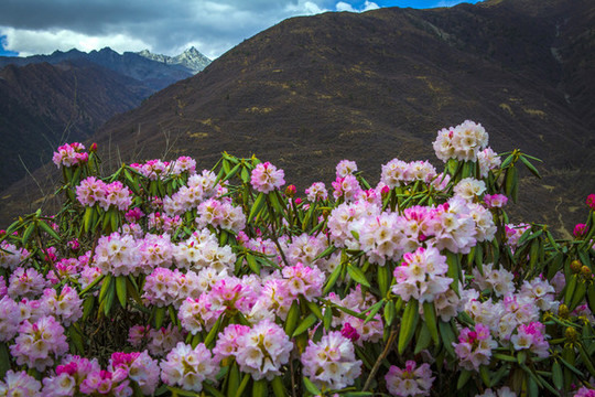 高山杜鵑花
