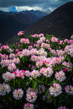 高山杜鵑花