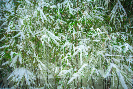 冰雪竹林