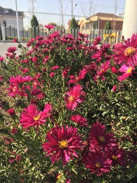 紅色菊花