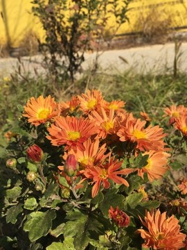 菊花
