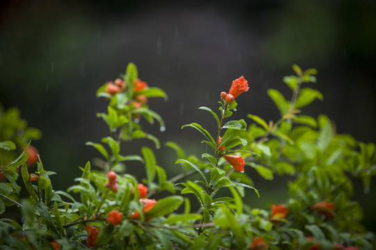 石榴花
