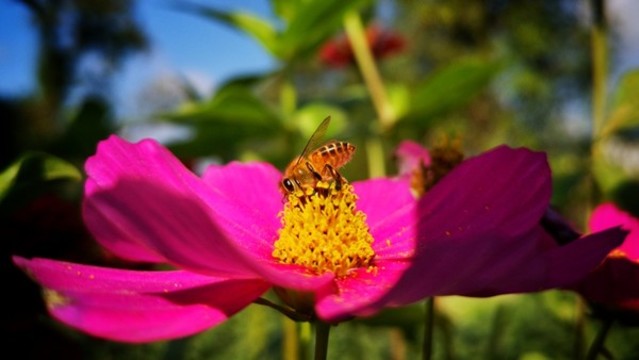 蜜蜂采蜜
