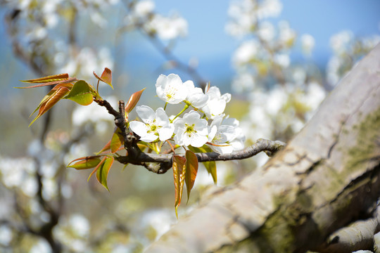 梨花盛開(kāi)
