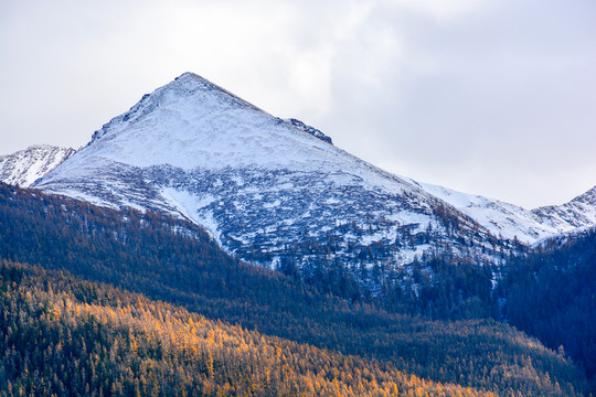 北疆的雪山森林