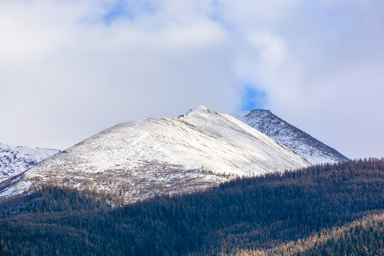 北疆的雪山森林