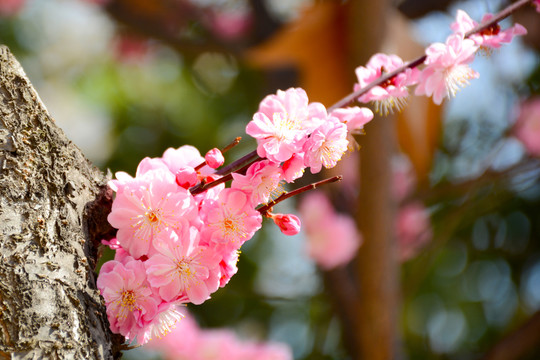櫻花開(kāi)了