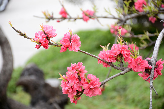 桃花開了