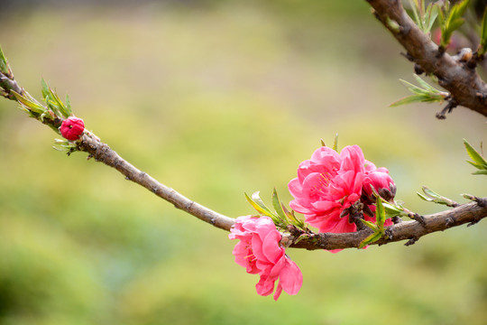 桃花開了
