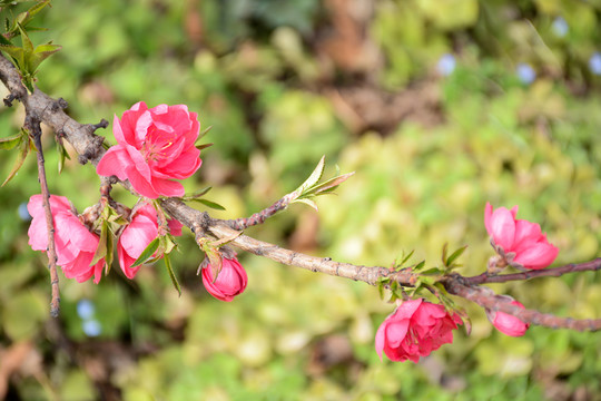 桃花開(kāi)了