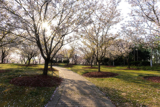 櫻花林