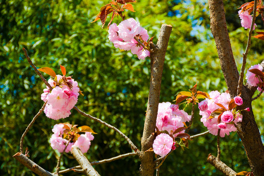 櫻花