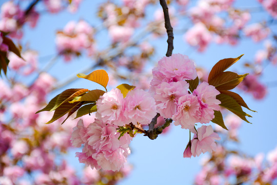 櫻花