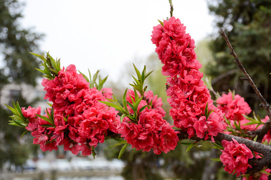 桃花盛開(kāi)