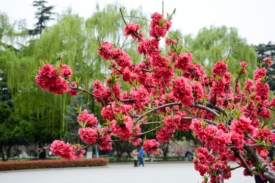 桃花盛開
