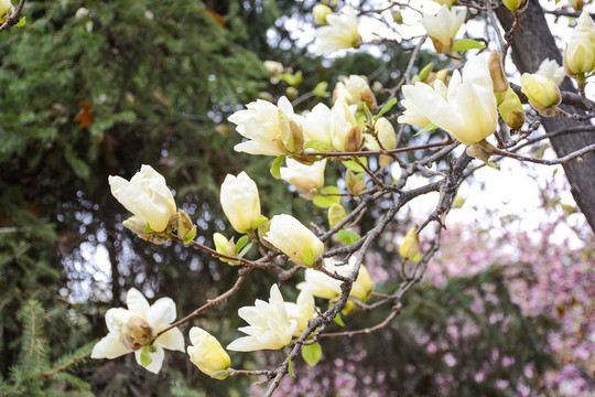 玉蘭花開了