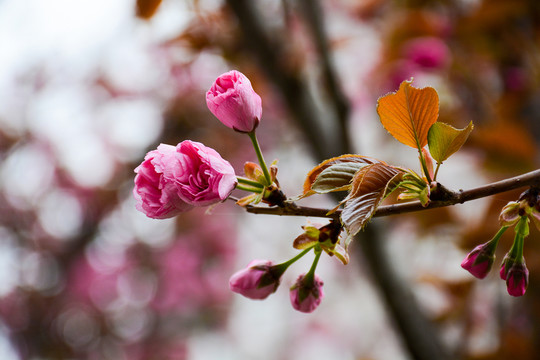 櫻花