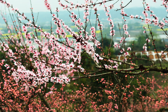 桃花園風光