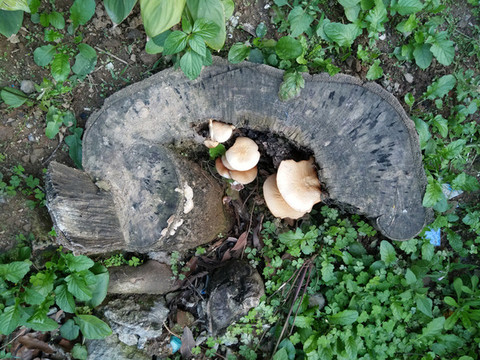 蔬菜
