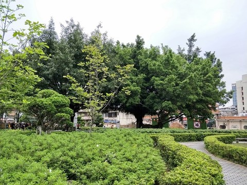 手牽手根連根樹