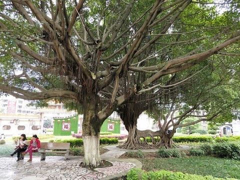 手牽手根連根樹(shù)