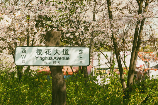 櫻花大道指路牌
