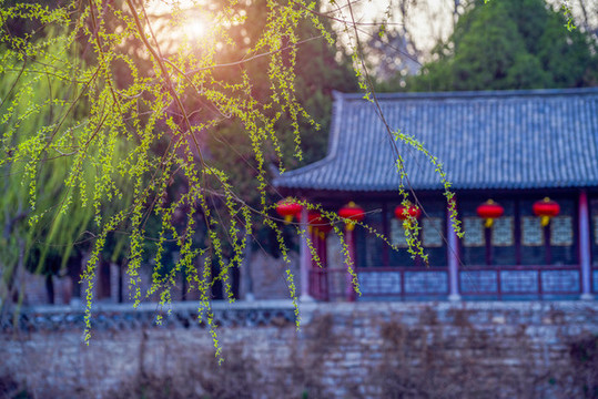 翠柳
