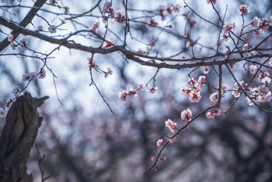杏花圖