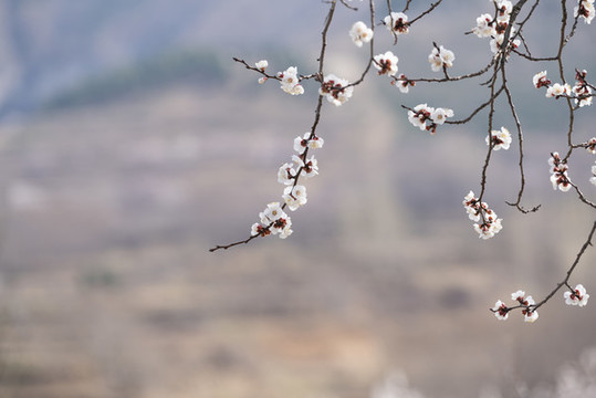 杏花圖