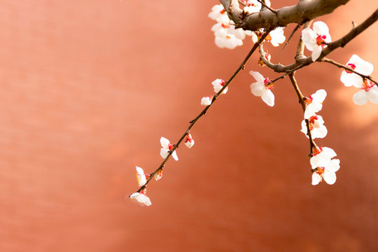春色