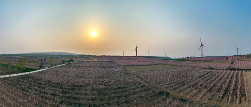 高清桃花