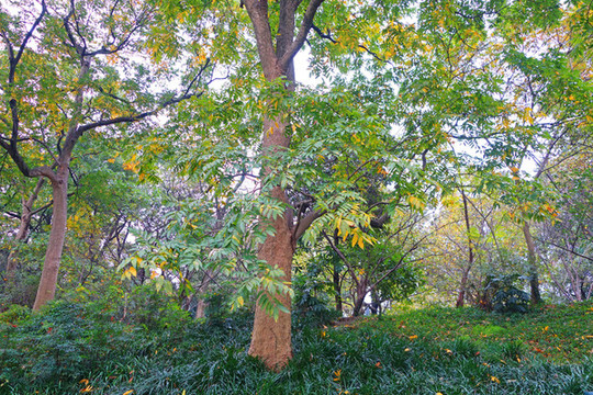 西湖空谷傳聲景點(diǎn)彩色樹林