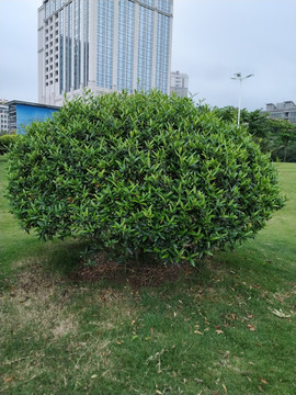 小樹