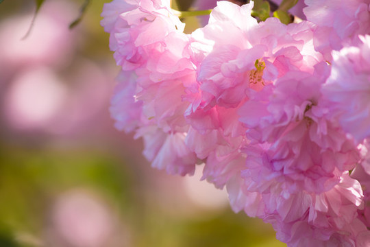 櫻花