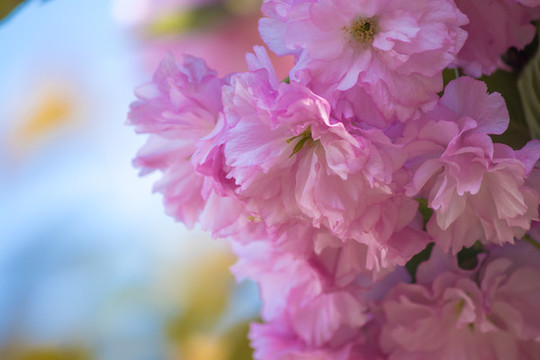 櫻花