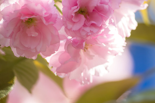 櫻花