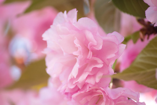 櫻花