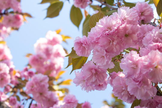 盛開(kāi)的櫻花