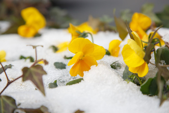 雪地黃花