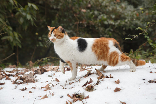 雪地貓