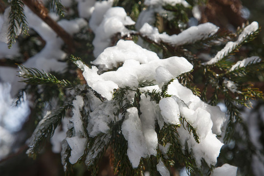 衡山雪景霧松