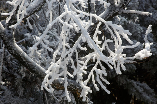 衡山雪景霧松