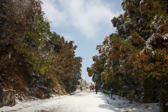 衡山雪景霧松