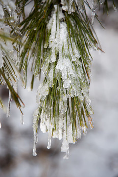 衡山雪景霧松