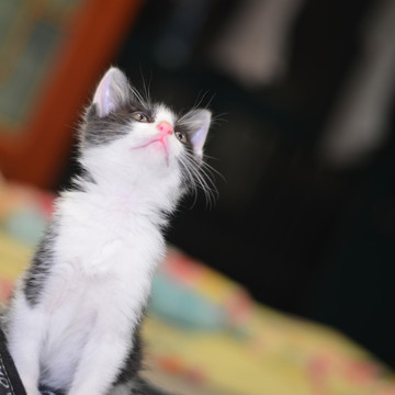 小貓