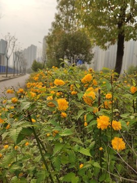 度假酒店旅游公寓