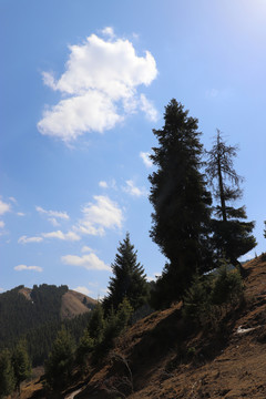 天山青松根連根