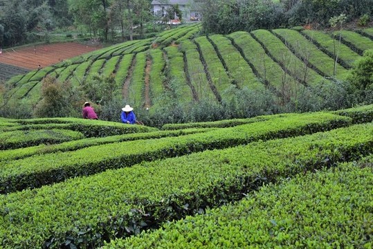 茶園春色
